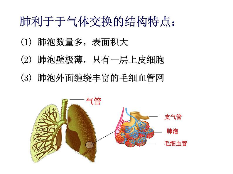 初中生物苏科版七年级上册 人体的呼吸部优课件第5页