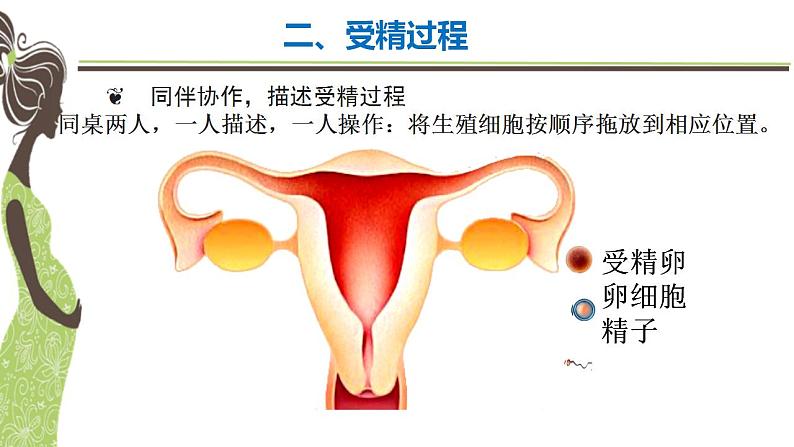 初中生物苏科版八年级上册 人的生殖部优课件08