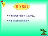 初中生物苏科版八年级上册 人体内废物的排出部优课件