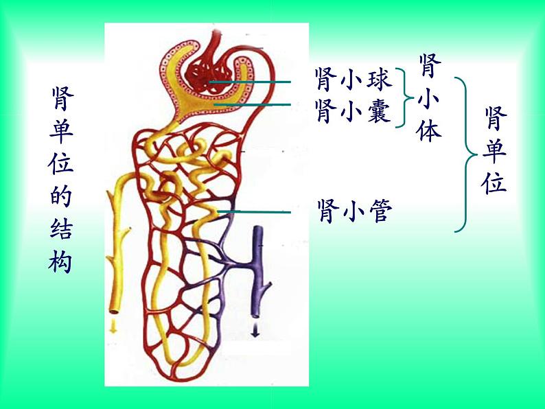 初中生物苏科版八年级上册 人体内废物的排出部优课件03