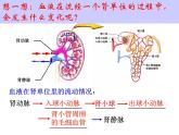 初中生物苏科版八年级上册 人体内废物的排出部优课件