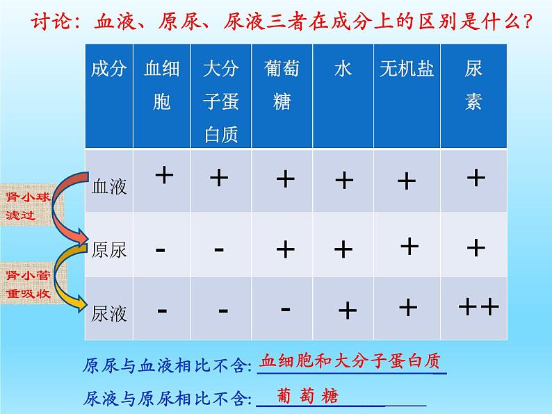 初中生物苏科版八年级上册 人体内废物的排出部优课件08