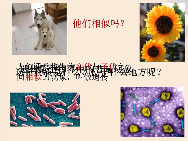 初中生物苏教版八年级下册 DNA是主要的遗传物质部优课件04