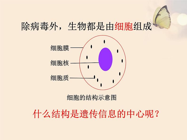 初中生物苏教版八年级下册 DNA是主要的遗传物质部优课件05