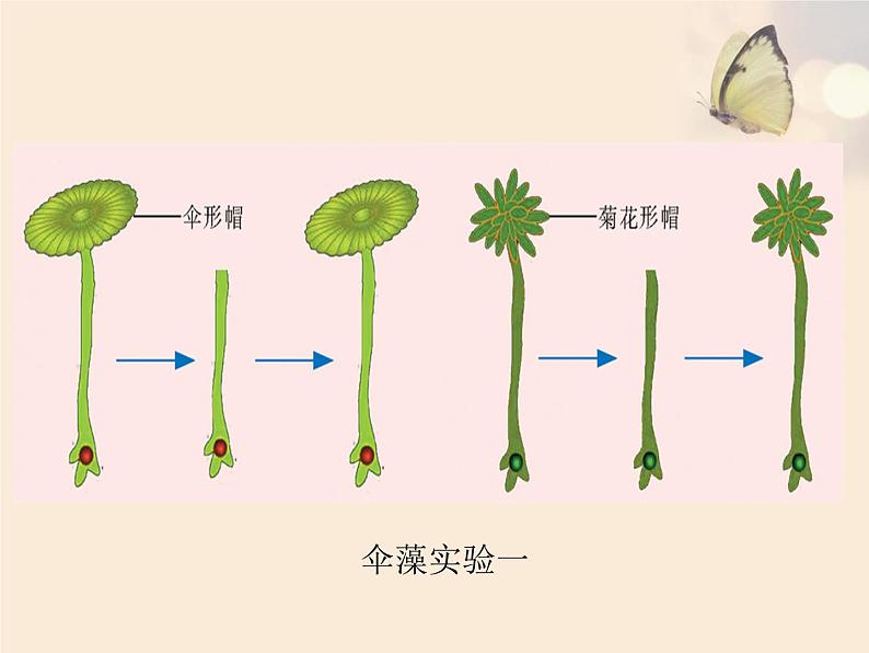 初中生物苏教版八年级下册 DNA是主要的遗传物质部优课件08