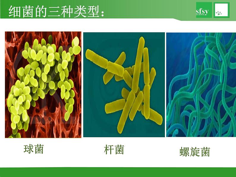 初中生物苏教版八年级上册 神奇的微生物部优课件04