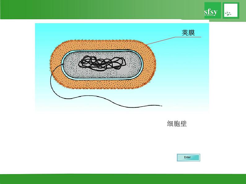 初中生物苏教版八年级上册 神奇的微生物部优课件05