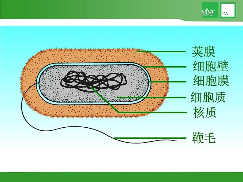 初中生物苏教版八年级上册 神奇的微生物部优课件07