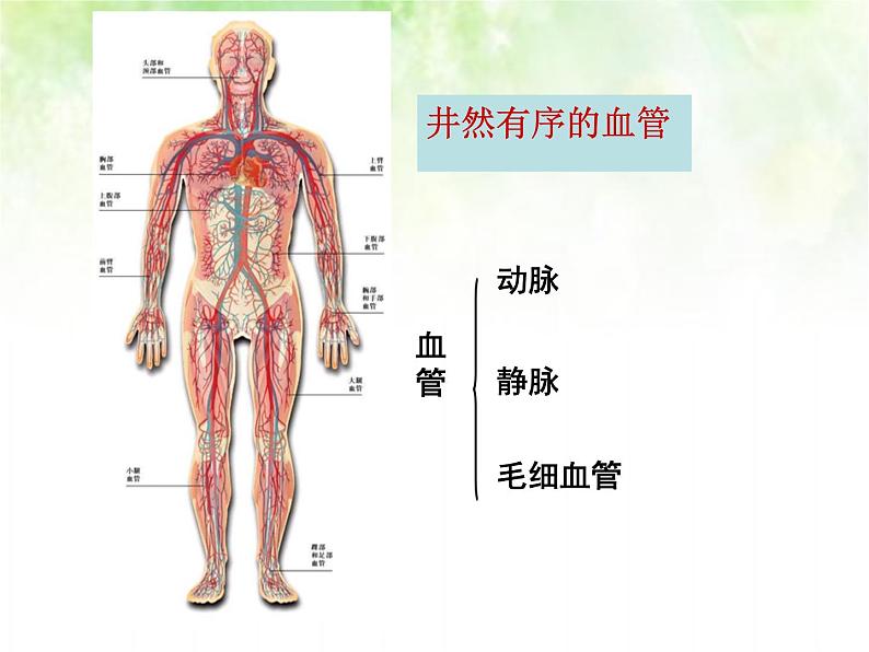 初中生物苏科版八年级上册 人体内物质的运输血液循环（观察小鱼尾鳍血液的流动）部优课件02