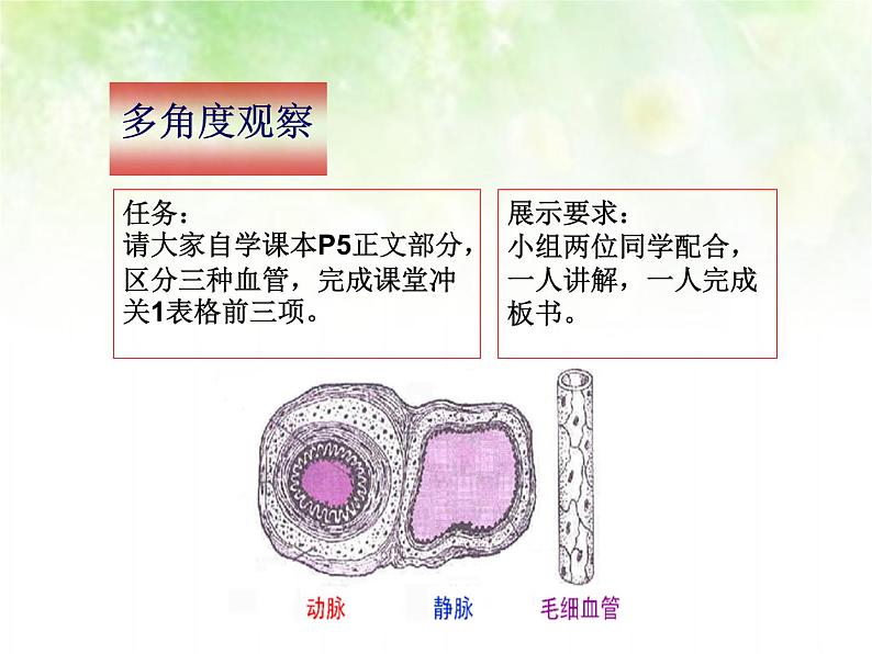 初中生物苏科版八年级上册 人体内物质的运输血液循环（观察小鱼尾鳍血液的流动）部优课件06