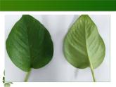 初中生物苏科版八年级上册 绿色植物与生物圈的水循环《观察叶片的结构和叶表皮的气孔》实验教学部优课件