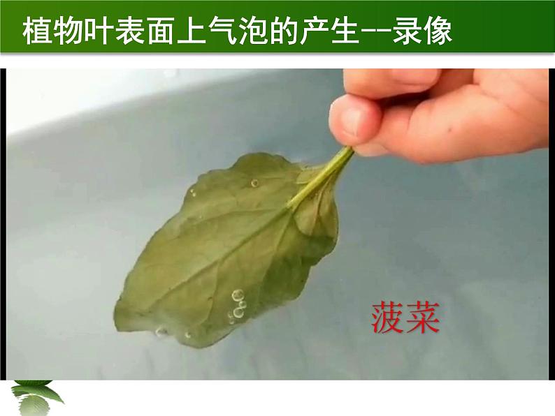 初中生物苏科版八年级上册 绿色植物与生物圈的水循环《观察叶片的结构和叶表皮的气孔》实验教学部优课件05