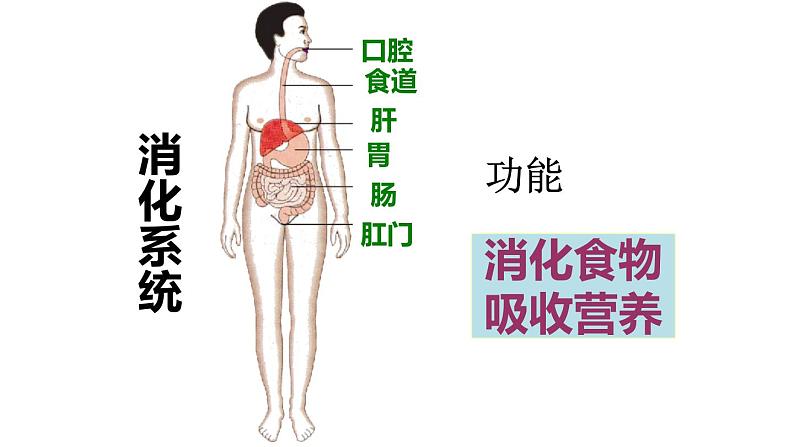 初中生物苏教版七年级下册 人体概述部优课件第6页