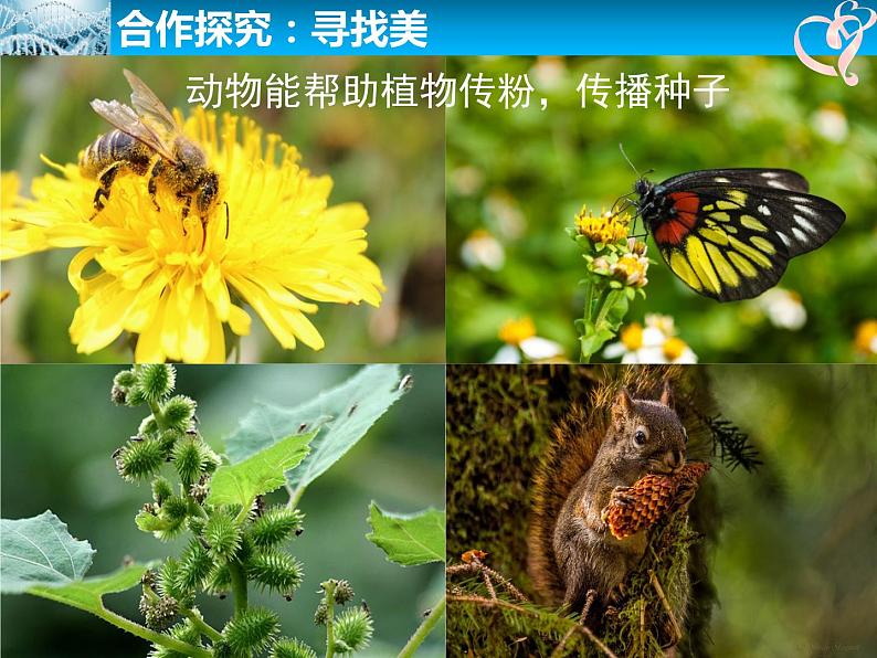 初中生物人教版八年级上册 动物与仿生动物在生物圈中的作用部优课件第7页