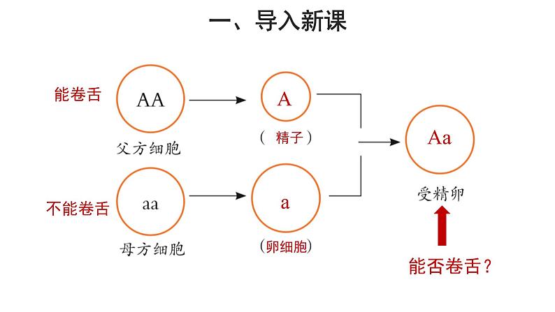 人教版生物八下7.2.3《 基因的显性和隐性》课件03