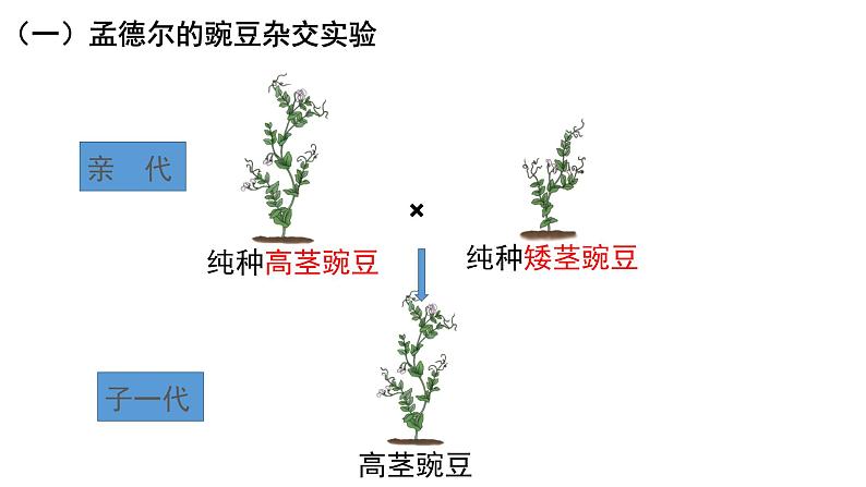 人教版生物八下7.2.3《 基因的显性和隐性》课件07