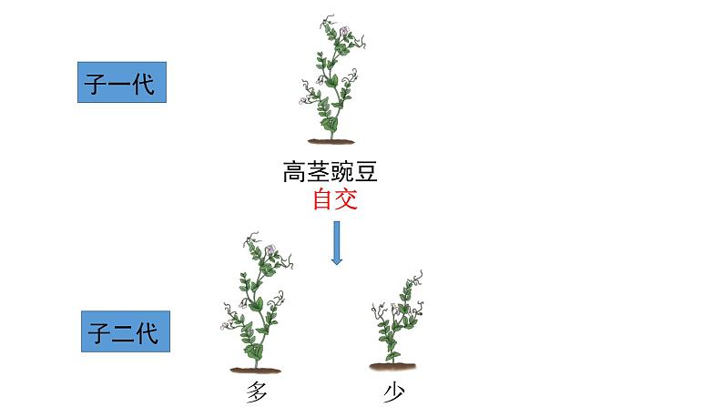 人教版生物八下7.2.3《 基因的显性和隐性》课件08