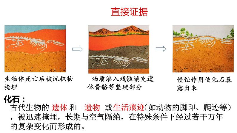 人教版生物八下7.3.2《 生物进化的历程》课件第5页