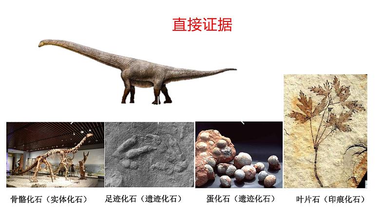 人教版生物八下7.3.2《 生物进化的历程》课件第6页