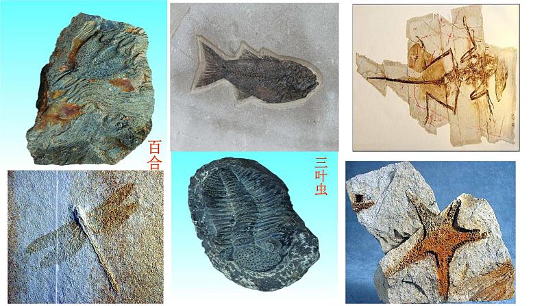 人教版生物八下7.3.2《 生物进化的历程》课件第7页