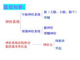 京改版生物七年级下册 8.2 神经调节的基本方式  课件