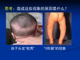 北师大版七下生物 8.1人类的食物 课件