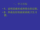 北师大版七下生物 11.2尿的形成与排出 课件