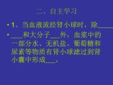 北师大版七下生物 11.2尿的形成与排出 课件