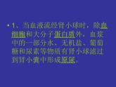 北师大版七下生物 11.2尿的形成与排出 课件