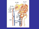 北师大版七下生物 11.2尿的形成与排出 课件