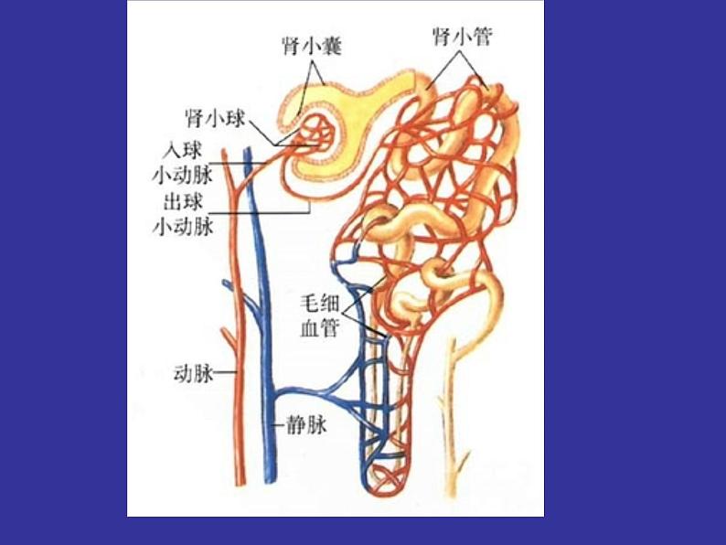 北师大版七下生物 11.2尿的形成与排出 课件第5页