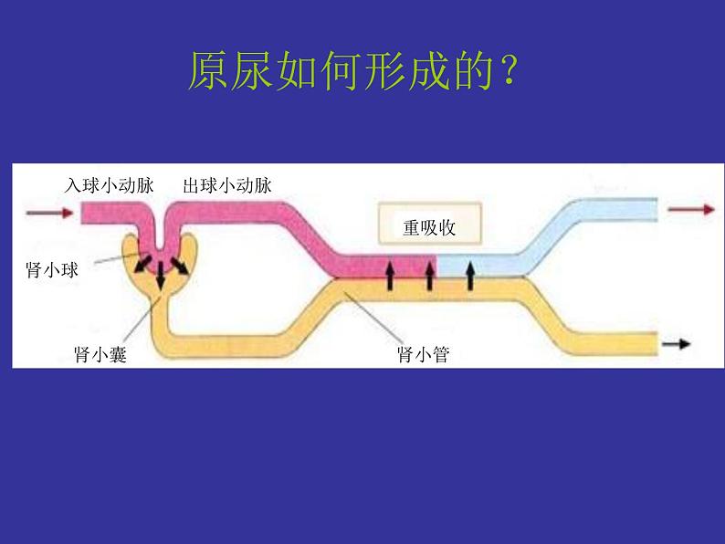 北师大版七下生物 11.2尿的形成与排出 课件第7页