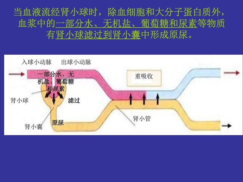 北师大版七下生物 11.2尿的形成与排出 课件第8页