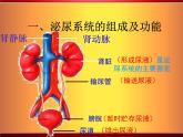 北师大版七下生物 11.2尿的形成与排出 课件