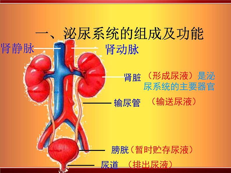 北师大版七下生物 11.2尿的形成与排出 课件第2页