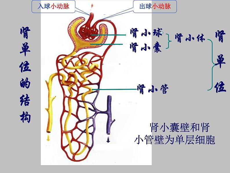 北师大版七下生物 11.2尿的形成与排出 课件第4页