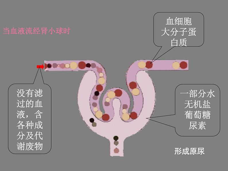 北师大版七下生物 11.2尿的形成与排出 课件第7页