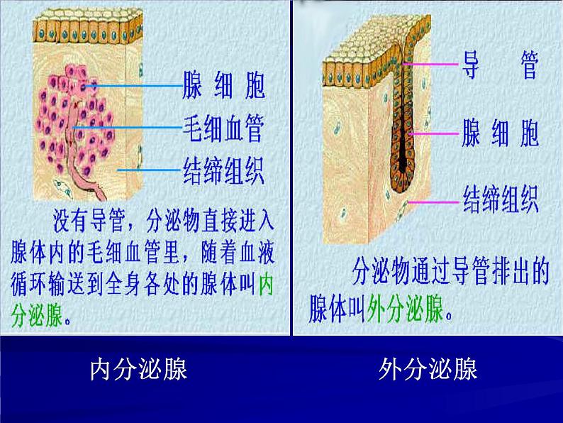 北师大版七下生物 12.3激素调节 课件第3页