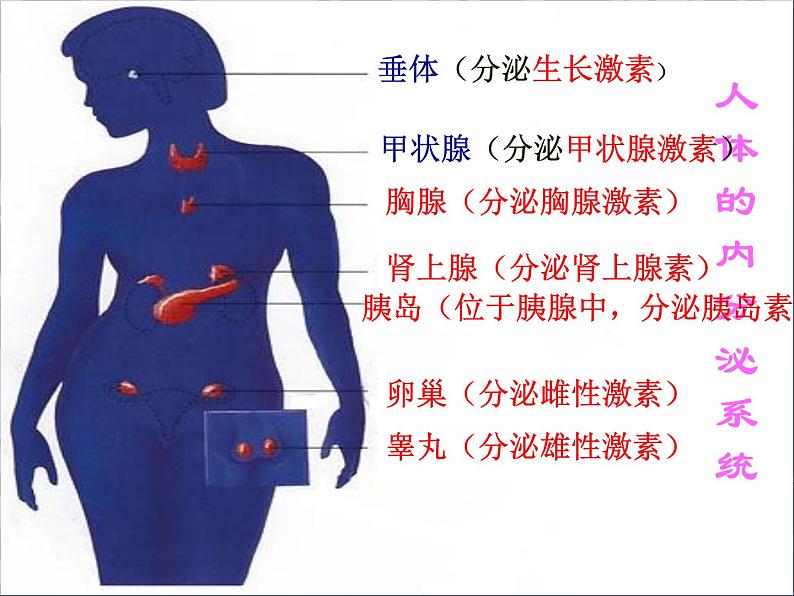 北师大版七下生物 12.3激素调节 课件第6页