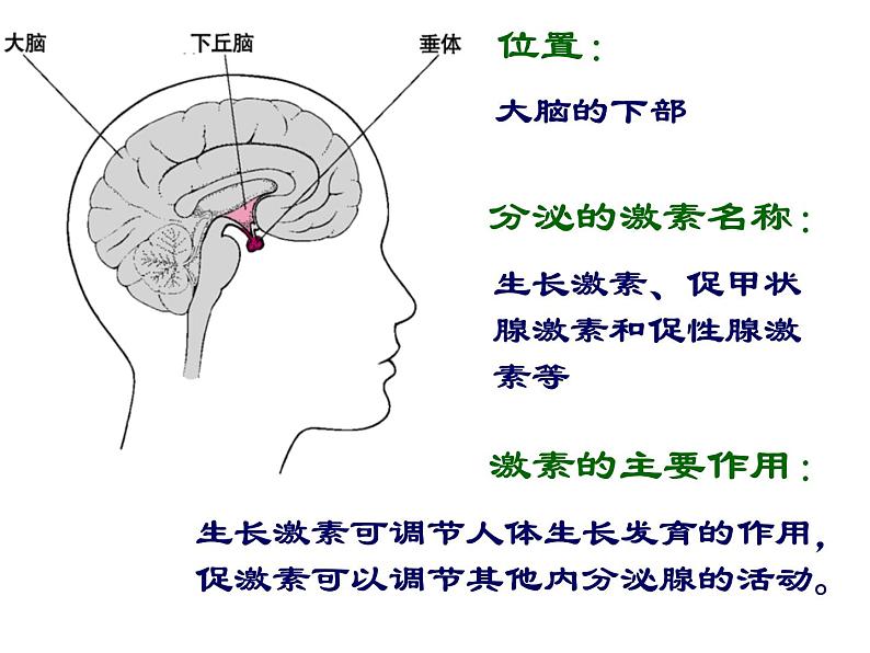 北师大版七下生物 12.3激素调节 课件第8页