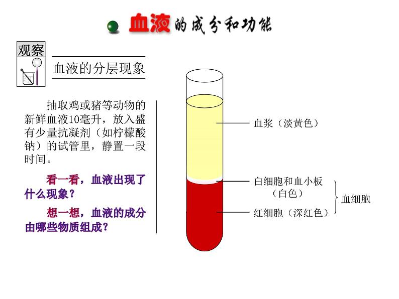 北师大版七下生物 9.1血液 课件第3页