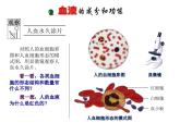 北师大版七下生物 9.1血液 课件