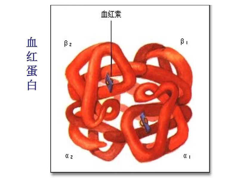 北师大版七下生物 9.1血液 课件第8页