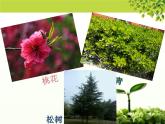 北师大版八下生物 22.3植物的主要类群 课件