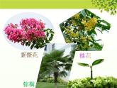 北师大版八下生物 22.3植物的主要类群 课件