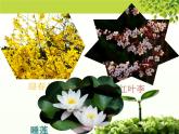 北师大版八下生物 22.3植物的主要类群 课件