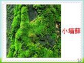 北师大版八下生物 22.3植物的主要类群 课件
