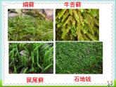 北师大版八下生物 22.3植物的主要类群 课件