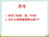北师大版八下生物 22.3植物的主要类群 课件