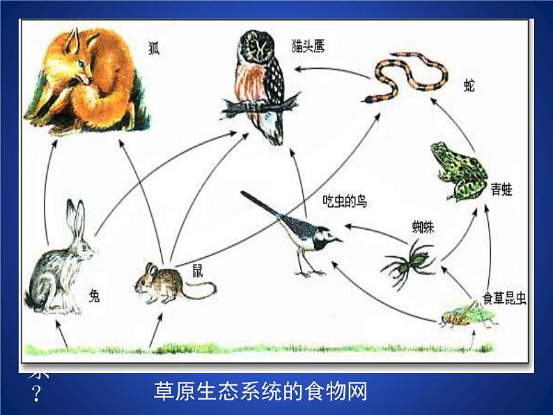 北师大版八下生物 23.4生态系统的稳定性 课件第6页